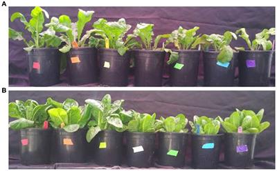 Impacts of black soldier fly, Hermetia illucens, larval frass on lettuce and arugula production